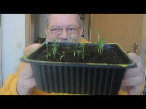 Aussaat-Geheimnisse: Dein Post für den Gemüsegarten!