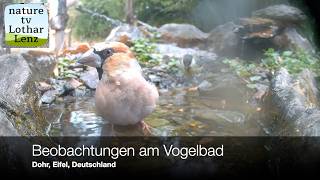 Hochbetrieb am Vogelbad