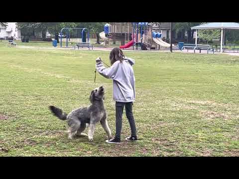 Dog obedience… Caylin and Silky’s 1st Lesson