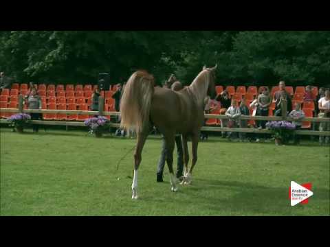 N.171 BS KARANJI - Bruges 2016 - Colts 2 years old (Class 106)