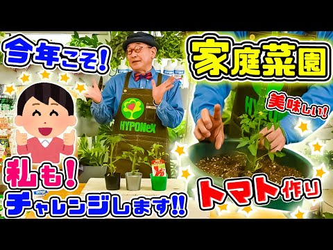 秋にトマトの後に何を植えることができますか？温室と庭用の7つの植物  庭園