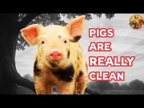 The Hidden Truth About Pigs 🐖 Leviticus 11 Explained (S2E8)