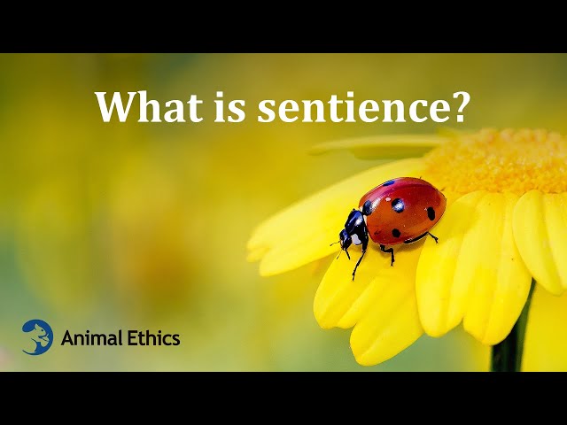 Video Pronunciation of sentient in English