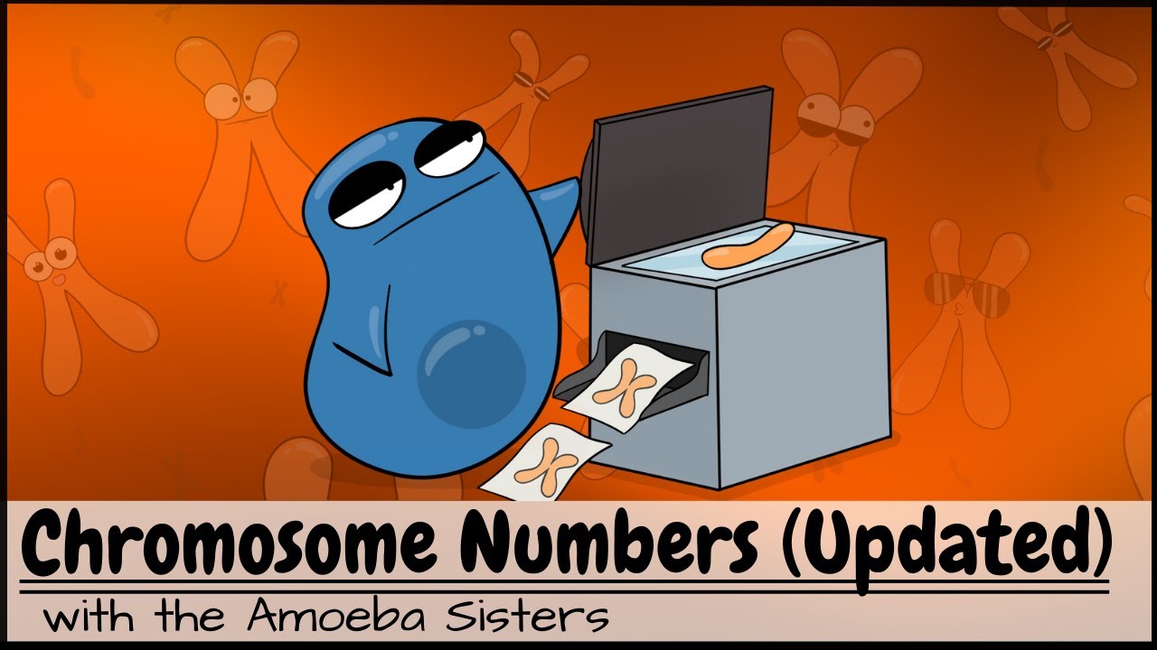 Chromosome Numbers Before and After Mitosis and Meiosis (UPDATED)