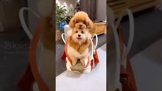 Quando a fofura vem em dose dupla. 🐩🐩Dois poodles lindos roubando a cena e o coração.