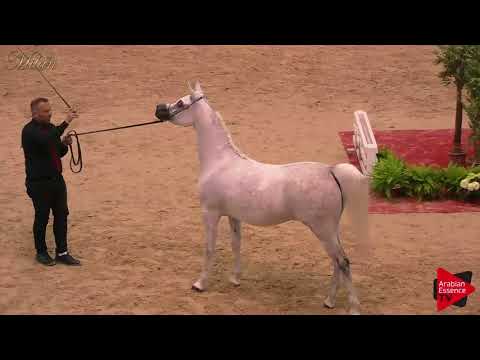 N.66 HANAYA JAZEEBAH - Milan 2018 - 4-6 Years Old Mares (Class 7)