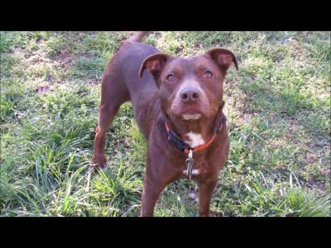 BoJack, an adopted Chocolate Labrador Retriever in Athens, GA_image-1