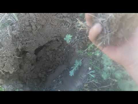 Краткая инструкция к металлоискателю TX 950