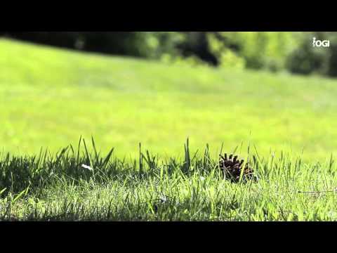 IOGI Cup 2014 - Golf de Maison Blanche - Bloopers & Good Times