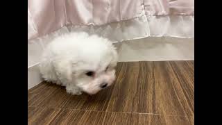 ハーフ犬の動画01