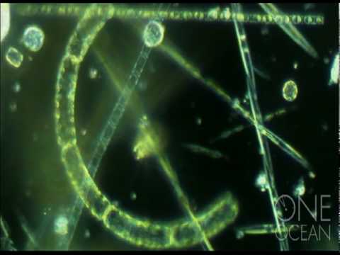 The Importance of Upwelling