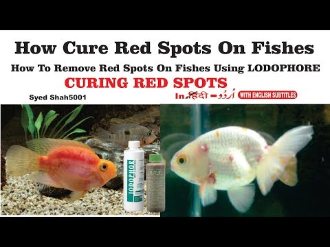 , title : 'How to Cure Red spot disease in fishes suppliment treatment curing red spots on fishes