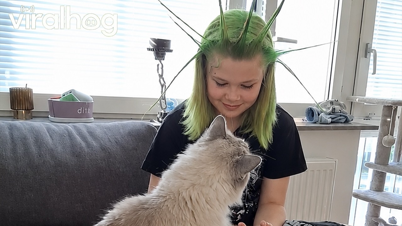 Cat Takes a Jab at Girl With Spikey Green Hair || ViralHog