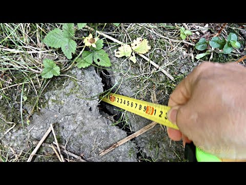 Dürre in den Gärten, tiefe Risse im Boden, Pflanzen & Bienen erschöpft, Emden Sommer 2018