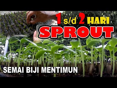 , title : 'Cara Semai Timun Agar Cepat Sprout #74'