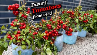 Growing Tomatoes from Seed to Harvest - Step by Step