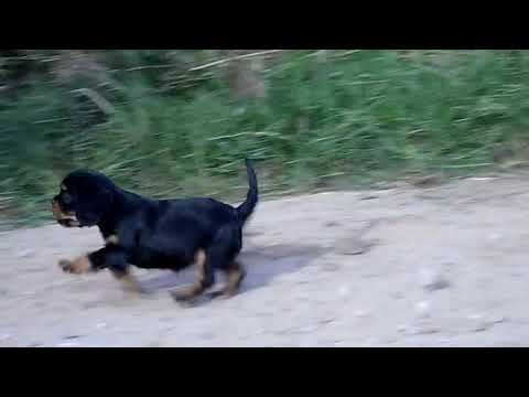 SKORO ŚWIT HAFIZA Ufna Morda /FCI/ - w wieku 7 tygodni/7 weeks old