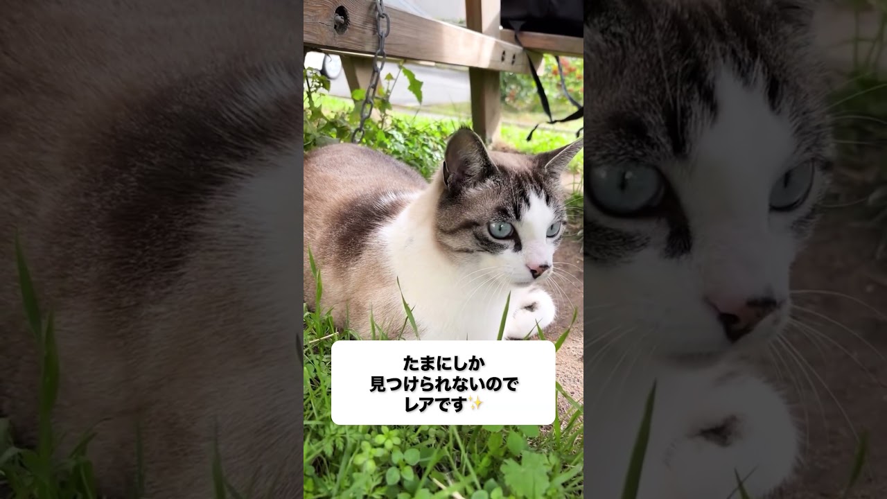 【京都外大】留学のリアルな日常、のぞき見（アンジェ・カトリック大学）