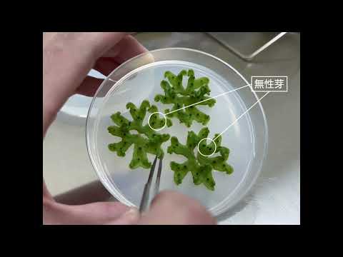 生物資源学科 【福井県立大学】生物資源学部・生物資源学科　植物分子機能学分野の紹介