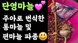 단영마늘???? 구독자님께서 고내주셨던 주아로 번식한 통마늘 및 편마늘 파종???? 