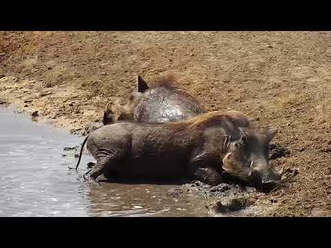 Djuma: Wallowing Warthogs, Impalas and Nyalas -  12:02 - 08/12/19
