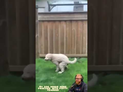 My Dog Still Struggles With Bathroom Training 🐶 | USA Pets #dogshorts #dogvideos #dog #pets