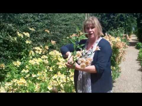 How to grow and harvest Alstroemeria