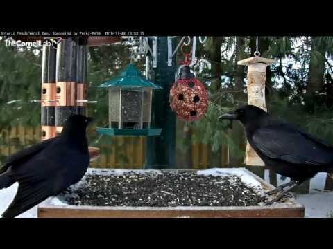 American Crow Makes a Rattle Call in Ontario – Nov. 22, 2016