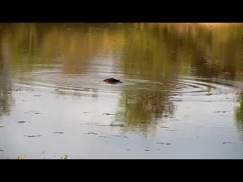 Djuma: Hippo in the dam - 15:52 - 05/18/2022