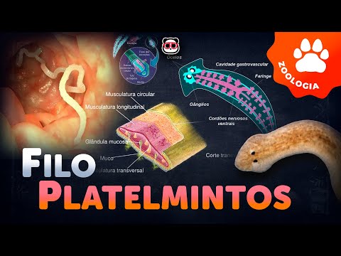 Phylum Platyhelminthes (The Flatworms)