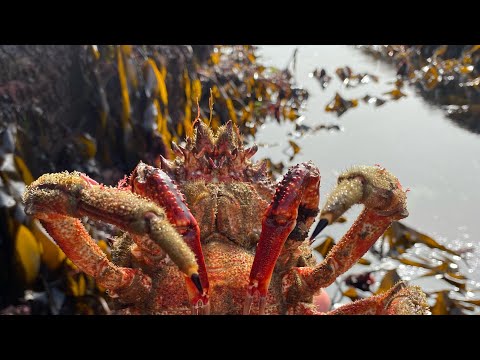 Low Tide Rock pooling in Cornwall - Seaweeds, Crabs, Anemones and Underwater Sea Creatures.