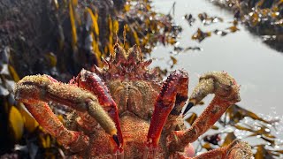 Low Tide Rock pooling in Cornwall - Seaweeds, Crabs, Anemones and Underwater Sea Creatures.
