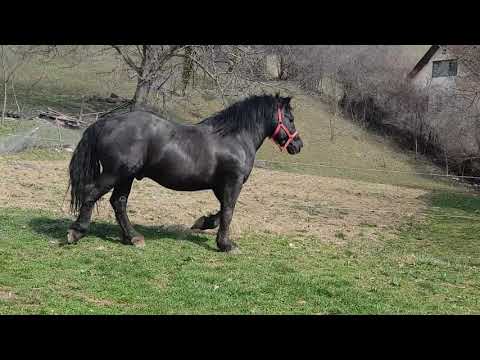 Caii lui Lauri 0723184752.