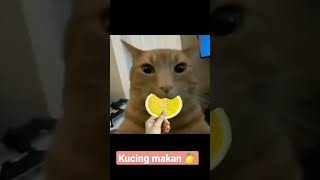 Download lagu kucing makan lemon #comedy #cat #funny #lucu #ngakak #viral mp3 Download lagu kucing makan lemon #comedy #cat #funny #lucu #ngakak #viral mp3