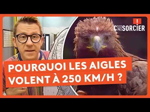 Pourquoi les aigles volent à 250 Km/h ? - C'est pas sorcier