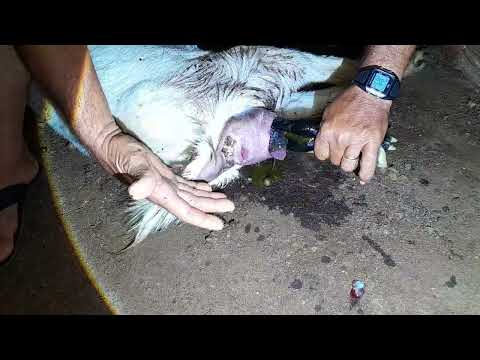 CALDEIRÃO GRANDE BA NASCIMENTO DO BODINHO/PARTO⁷ NORMAL INTERIOR DA BAHIA