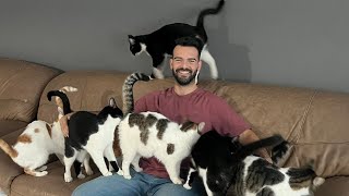 Animal Rescuer Flies Over 70 Cats Overseas To Get Adopted | The Yass House