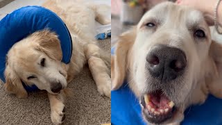 My Dogs Recovery From Surgery So Far