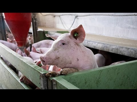 The Save Our Bacon Act Targets Pig Welfare in Pork Industry
