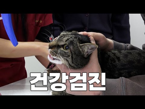 결국 처방식을 먹게 됐습니다..