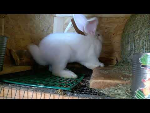 Растут крольчата,один день из жизни в крольчатнике.