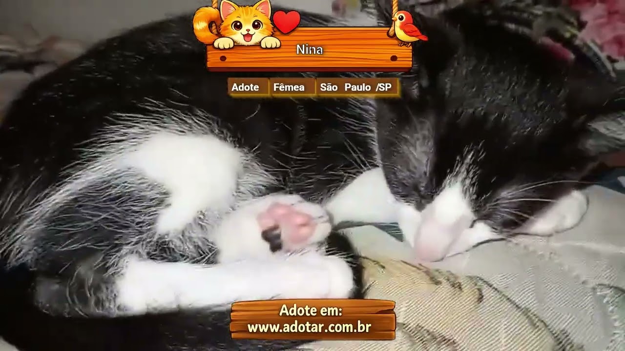 Gato raça SRD-ViraLata idade 2 a 6 meses nome Nina