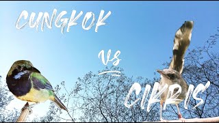Download lagu MASTERAN CUCAK CUNGKOK VS CIBLEK KRISTAL mp3