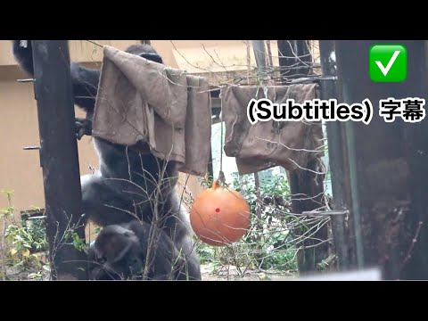 Momotaro displays mysterious behavior toward Mom Genki.  gorilla | Momotaro family.