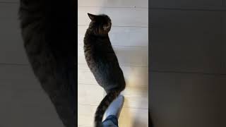 おじさんの足の匂いがとにかく好きな猫の動画