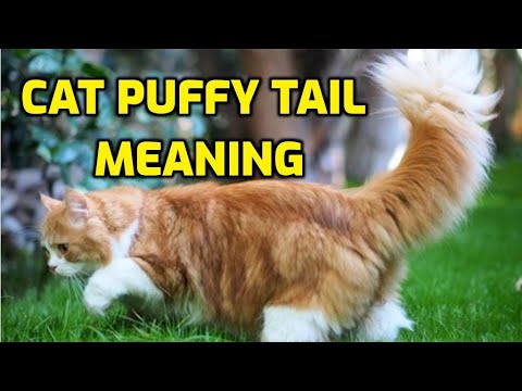 What Does It Mean When A Cat's Tail Is Puffed Out?