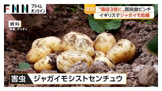 ジャガイモ生産脅かす害虫発生　イギリスで国民食フィッシュ&チップスに危機　武部農水大臣「病害虫が侵入しないよう慎重に対応」（2026年10月28日）