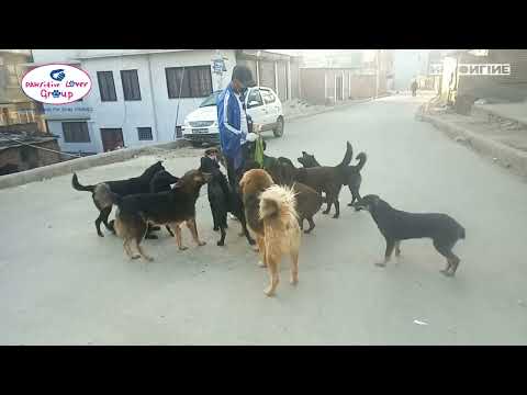 Feeding Time || Team Pawsitive