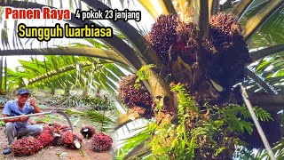 Download lagu Panen sawit raya bosque.! buah banyak 4 pokok 23 tandan sungguh luarbiasa tajamnya egrek cap 111 mp3
