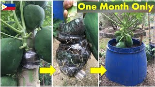 v51: Super Dwarf! How? Marcotting(air-layering) of Papaya (ENG SUB)